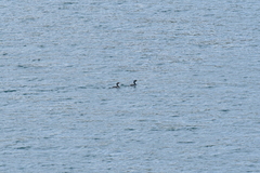 Leucocarbo carunculatus