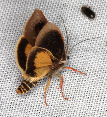 Brachybelistis pentachroa