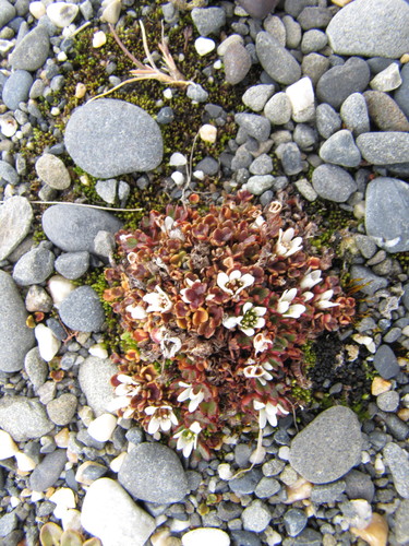 Saxifraga rivularis ssp. arctolitoralis