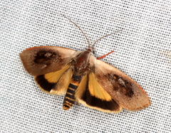Brachybelistis pentachroa