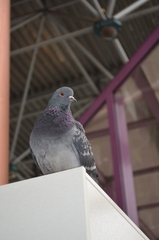 Columba livia domestica