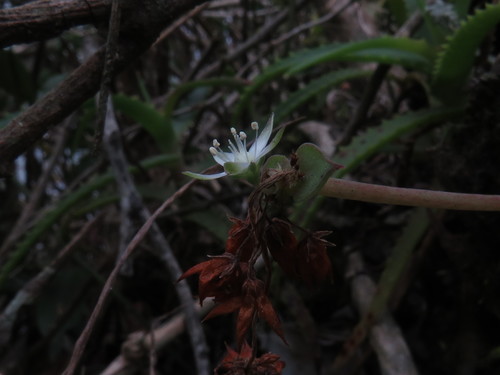 Crassula pellucida