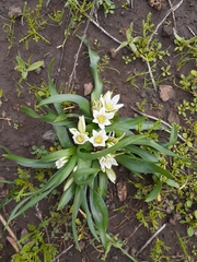 Ornithogalum lanceolatum