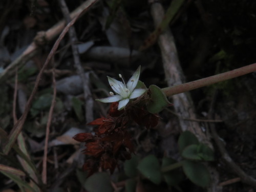 Crassula pellucida