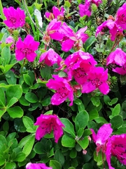 Rhododendron camtschaticum