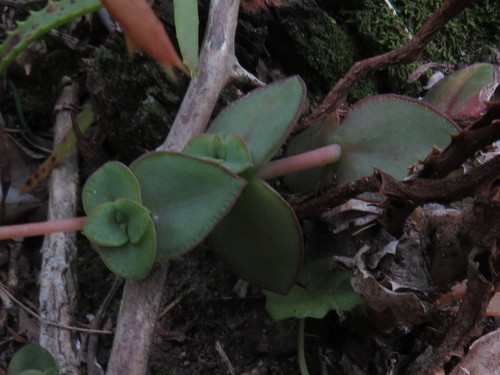 Crassula pellucida