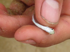 Pseudomyxus capensis