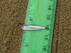 Pseudomyxus capensis