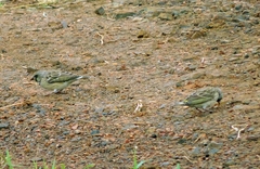 Crithagra atrogularis