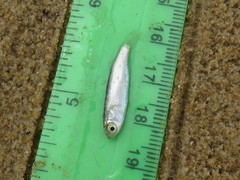 Pseudomyxus capensis