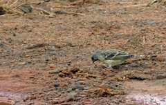 Crithagra atrogularis