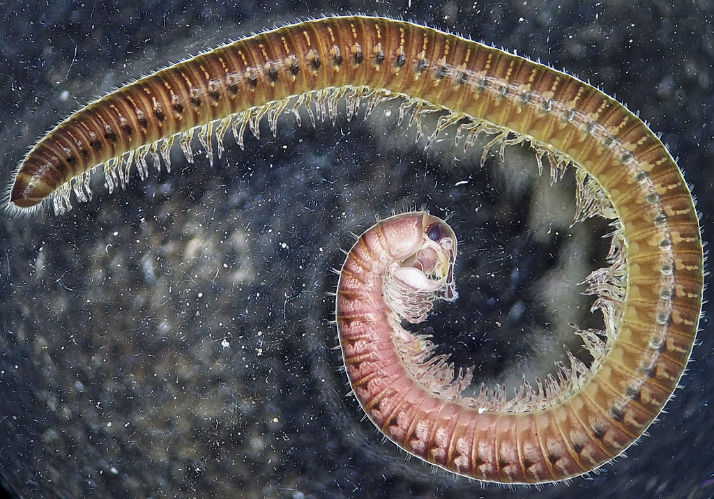 Ptyoiulus montanus