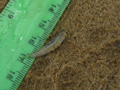 Pseudomyxus capensis