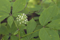 Eleutherococcus senticosus