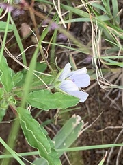Monsonia burkeana