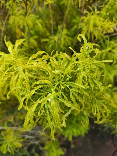 Melicope denhamii observed 2025-11-24