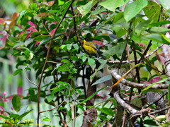 Rubigula melanicterus