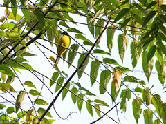 Rubigula melanicterus