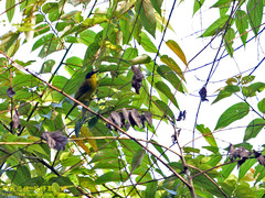 Rubigula melanicterus