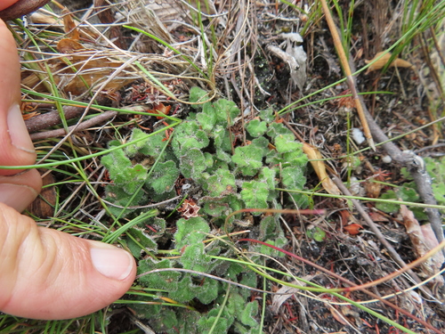 Image of Lobelia dasyphylla by (c) linkie, some rights reserved (CC BY)