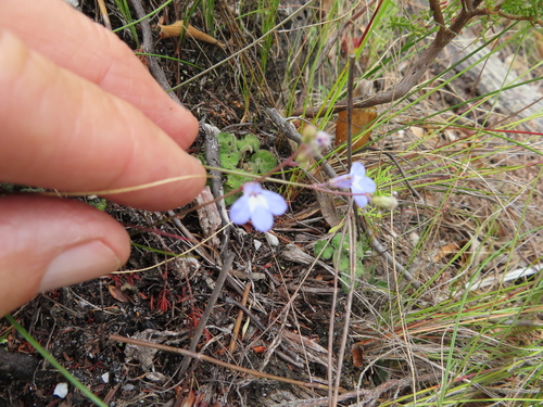 Image of Lobelia dasyphylla by (c) linkie, some rights reserved (CC BY)
