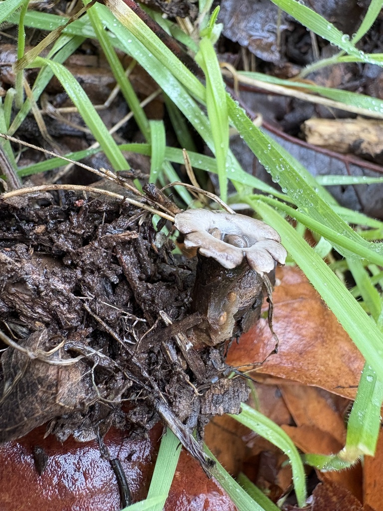Cyathus olla · November 2025 · photo: © wildaz (iNaturalist, cc0)