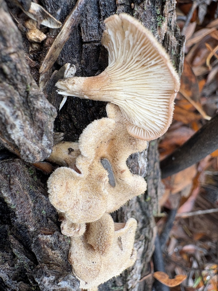 Panus subfasciatus