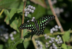 Graphium agamemnon agamemnon