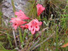 Gladiolus oreocharis