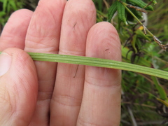 Gladiolus oreocharis