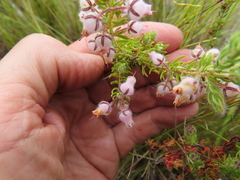 Erica oxyandra