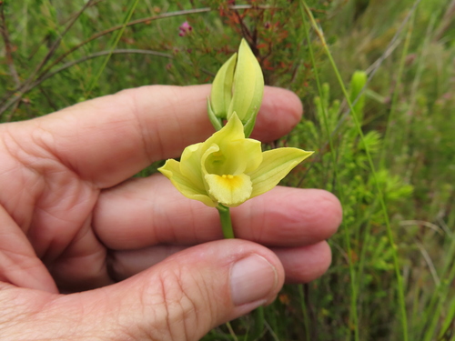 Image of Orthochilus tabularis by (c) linkie, some rights reserved (CC BY)