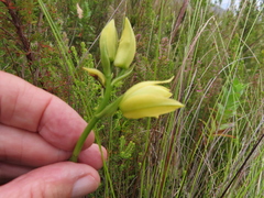 Orthochilus tabularis