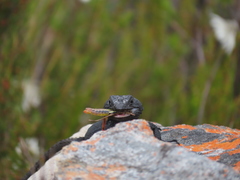 Hemicordylus capensis