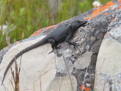 Hemicordylus capensis