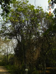 Tabebuia cassinoides