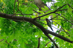 Psittacula alexandri