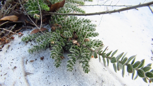 Lechea cernua image