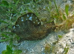 Aplysia sydneyensis