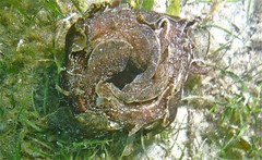 Aplysia sydneyensis image