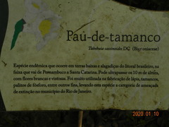 Tabebuia cassinoides