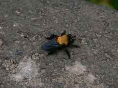 Hyperechia bomboides