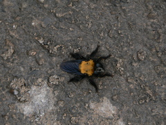 Hyperechia bomboides