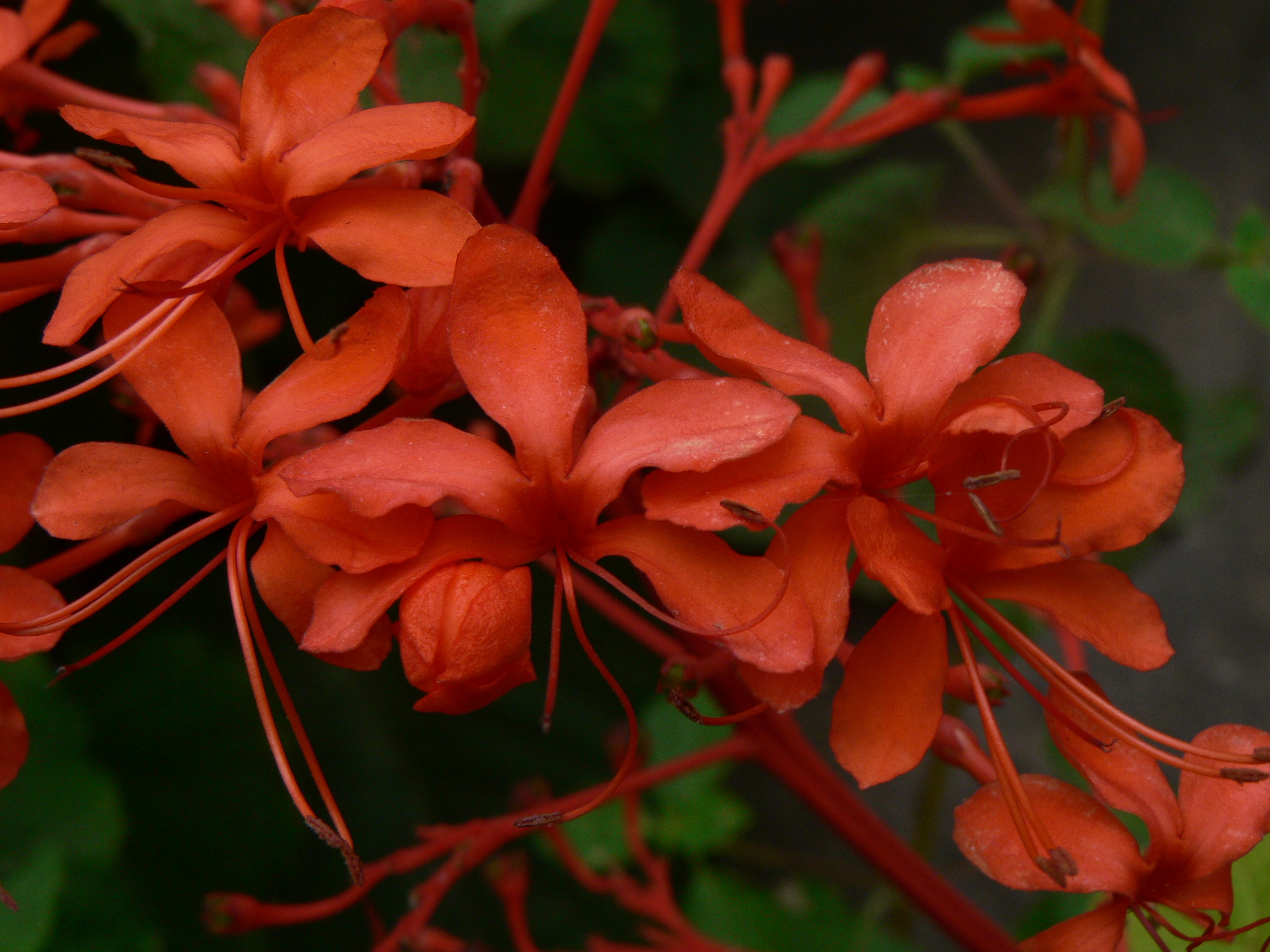 Clerodendrum speciosissimum