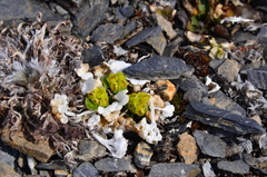 Chrysosplenium wrightii