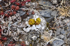Chrysosplenium wrightii