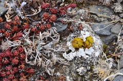 Chrysosplenium wrightii