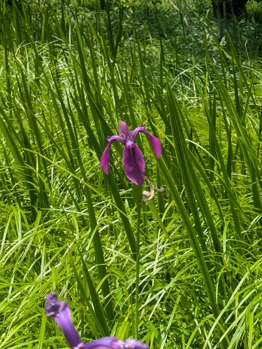 Japanese Iris (Iris ensata)