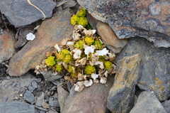 Chrysosplenium wrightii
