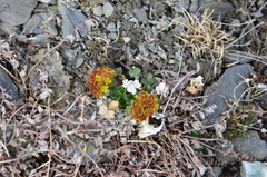 Chrysosplenium wrightii